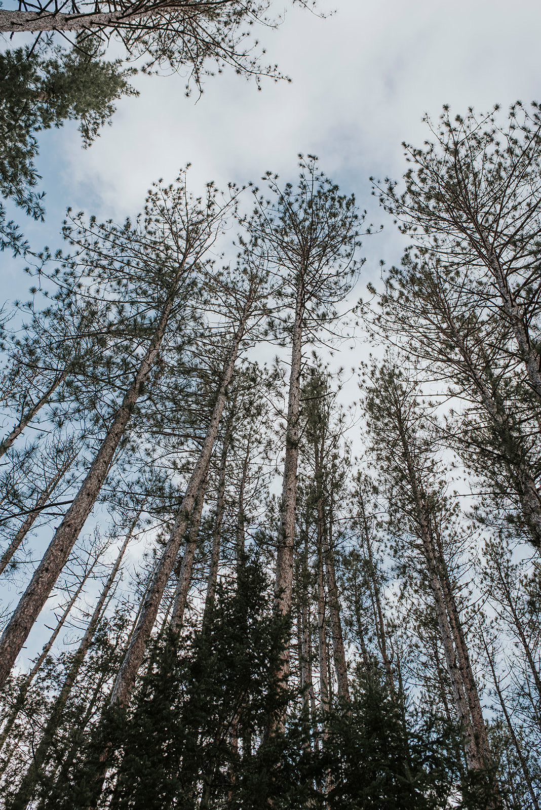 Forest Bathing