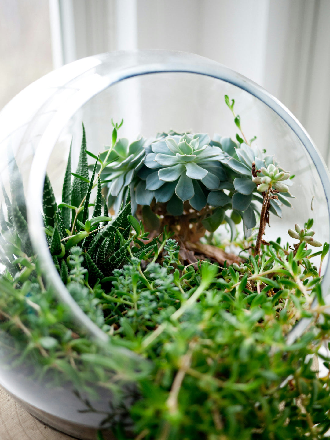 Terrarium Creation Wellness Workshop