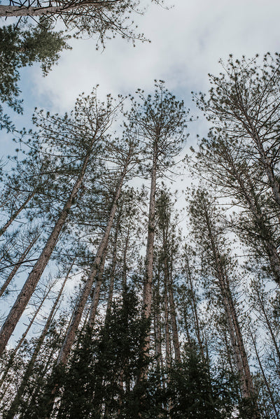Forest Bathing
