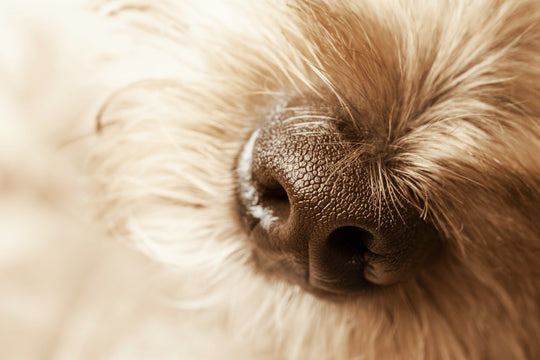 Pet "Furbabies" Memorial