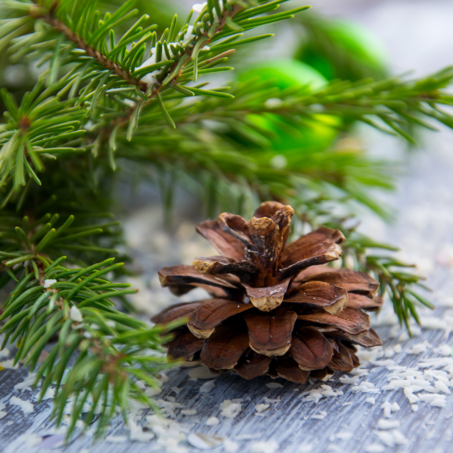 Black Spruce