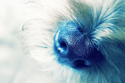 My Pup & Me Yoga Party - Buttonnoses Fundraiser